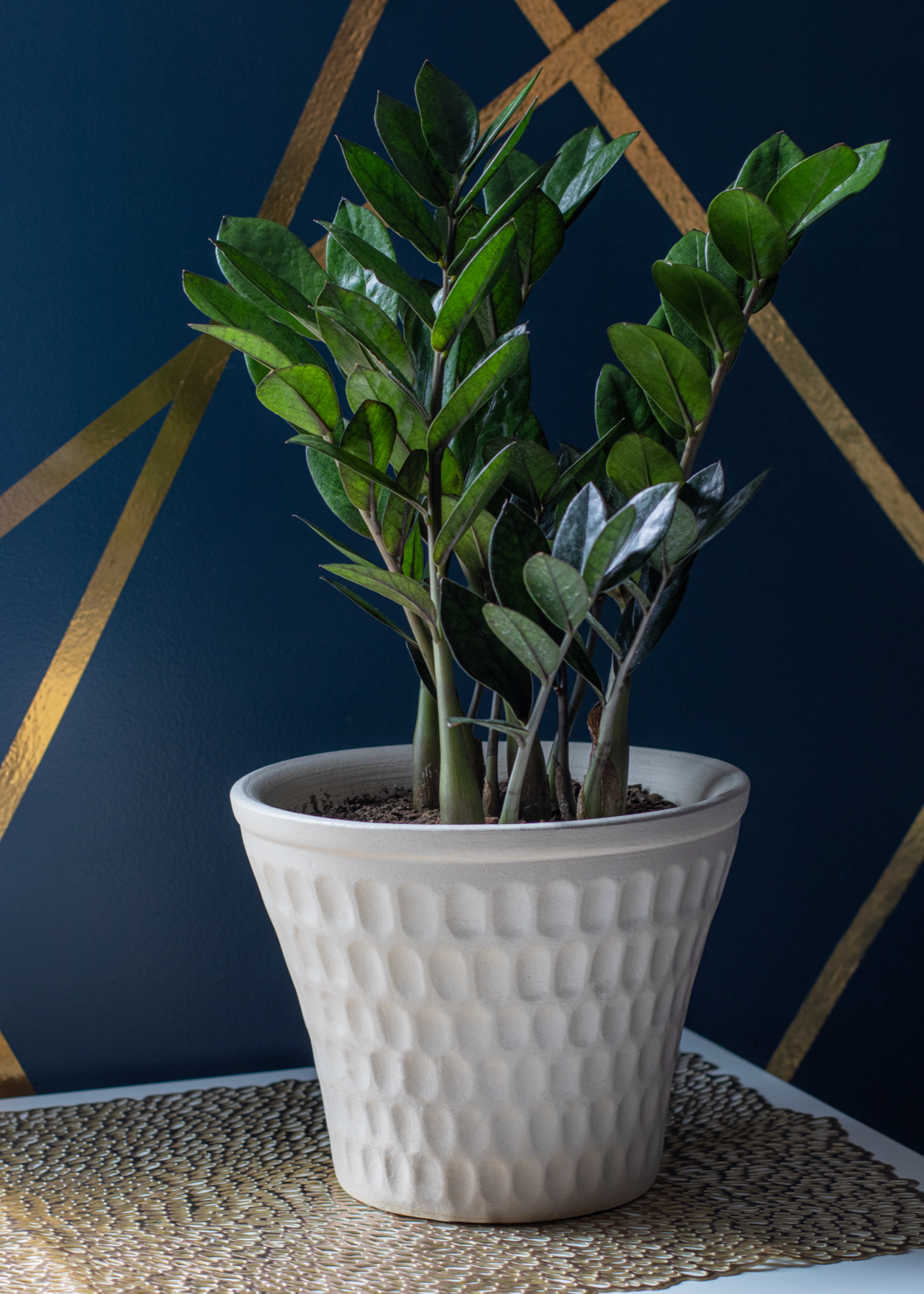 white ceramic planter in thumbprint pattern with a ZZ plant on a table