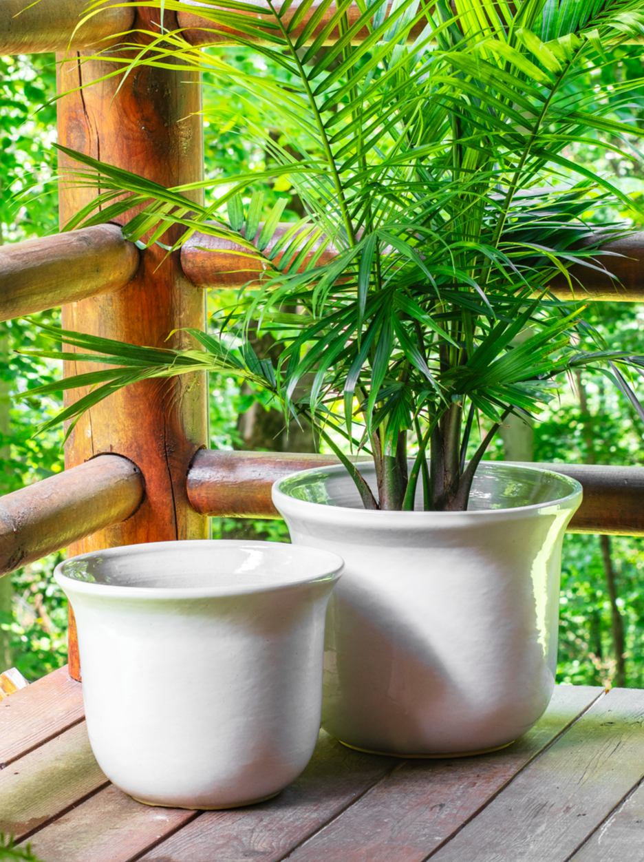 two white ceramic planters on a porch planted with a large leafy plant