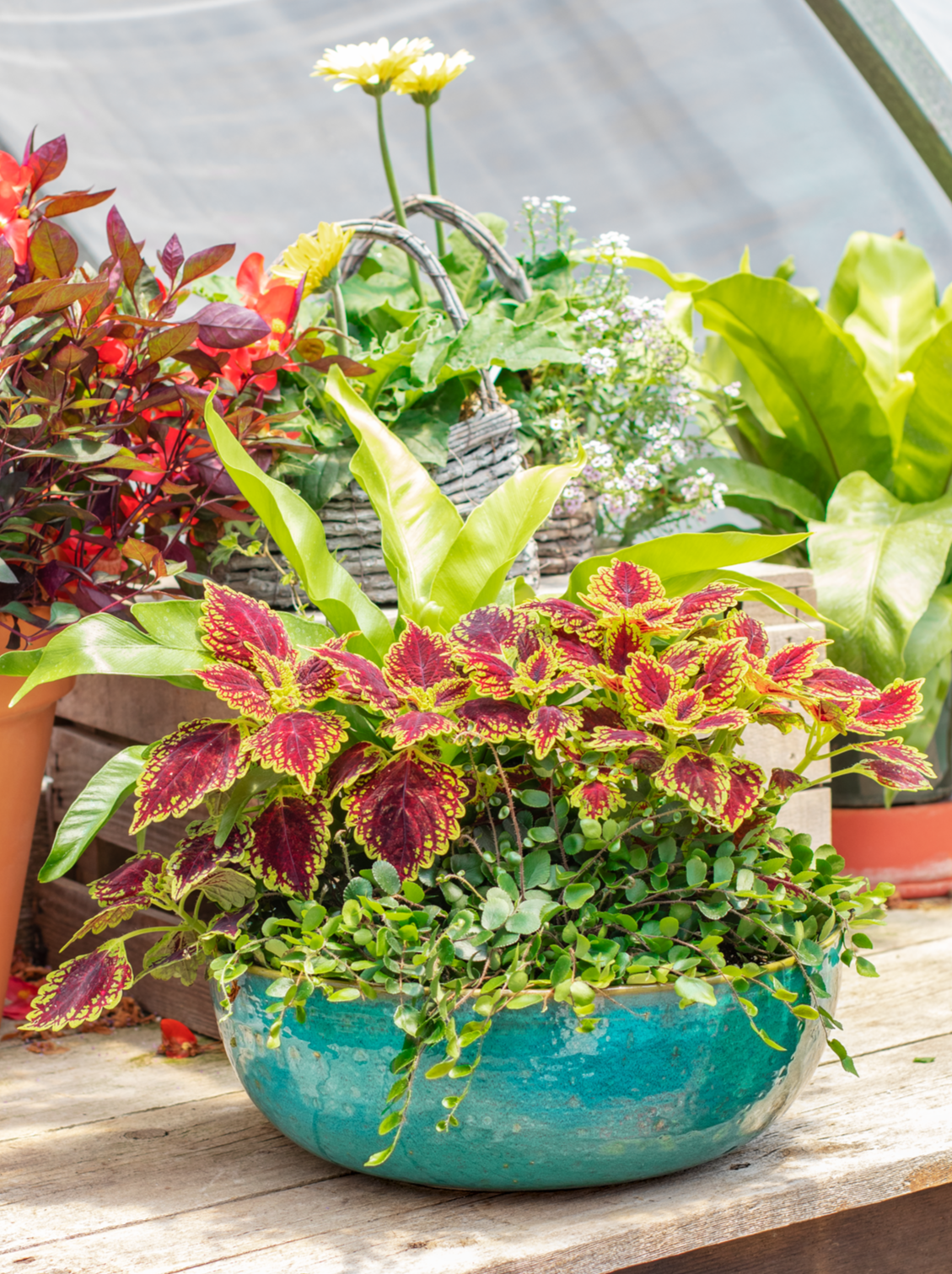 round plants for pots Low Container