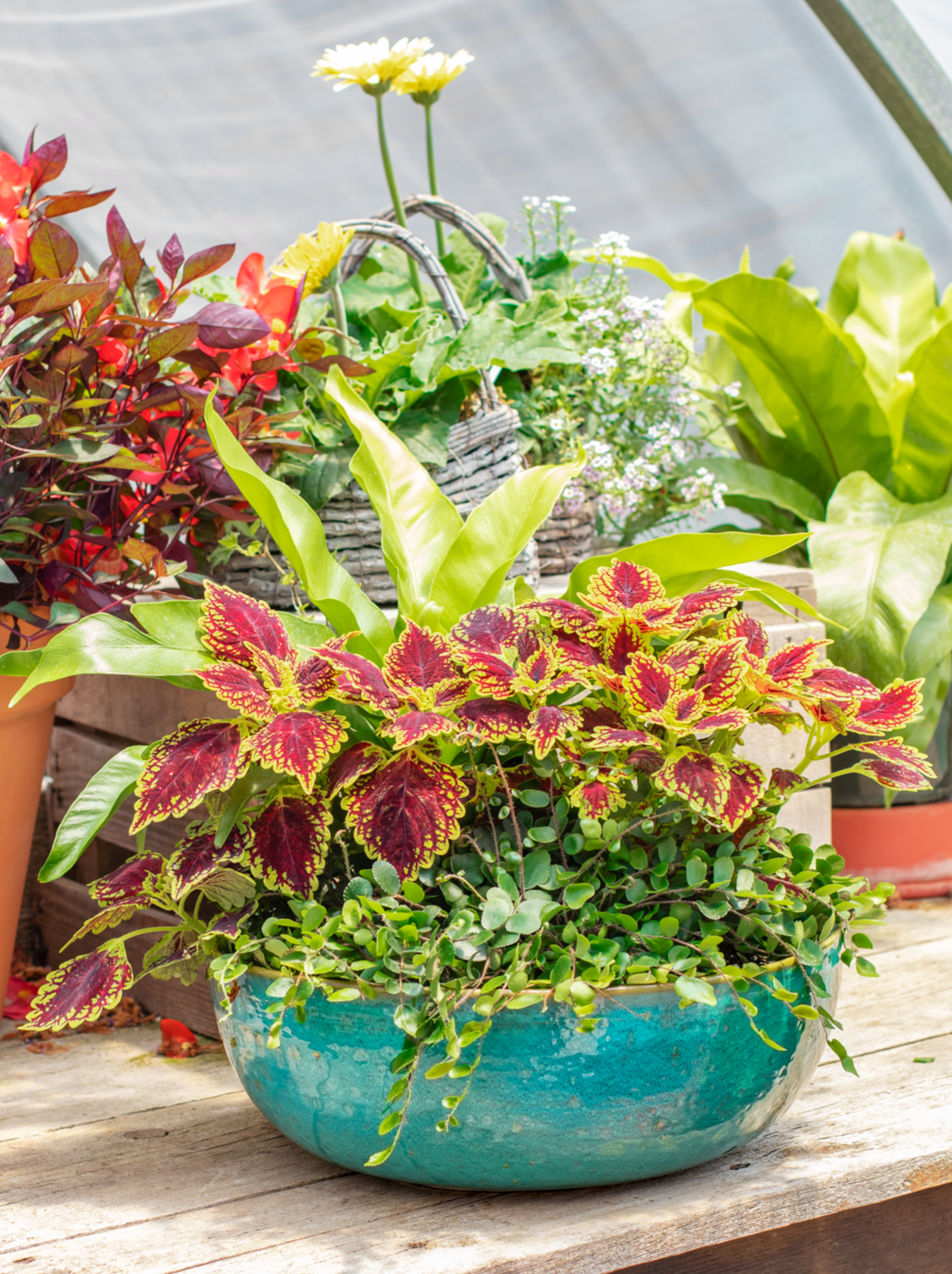 low round turquoise ceramic bowl planter filled with plants on a garden bench