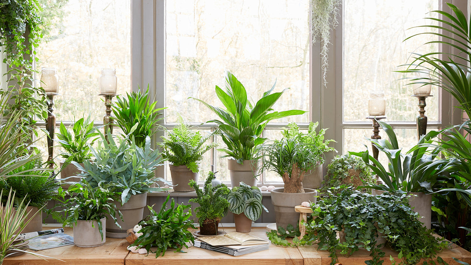 Easy Plants to Grow Indoors!