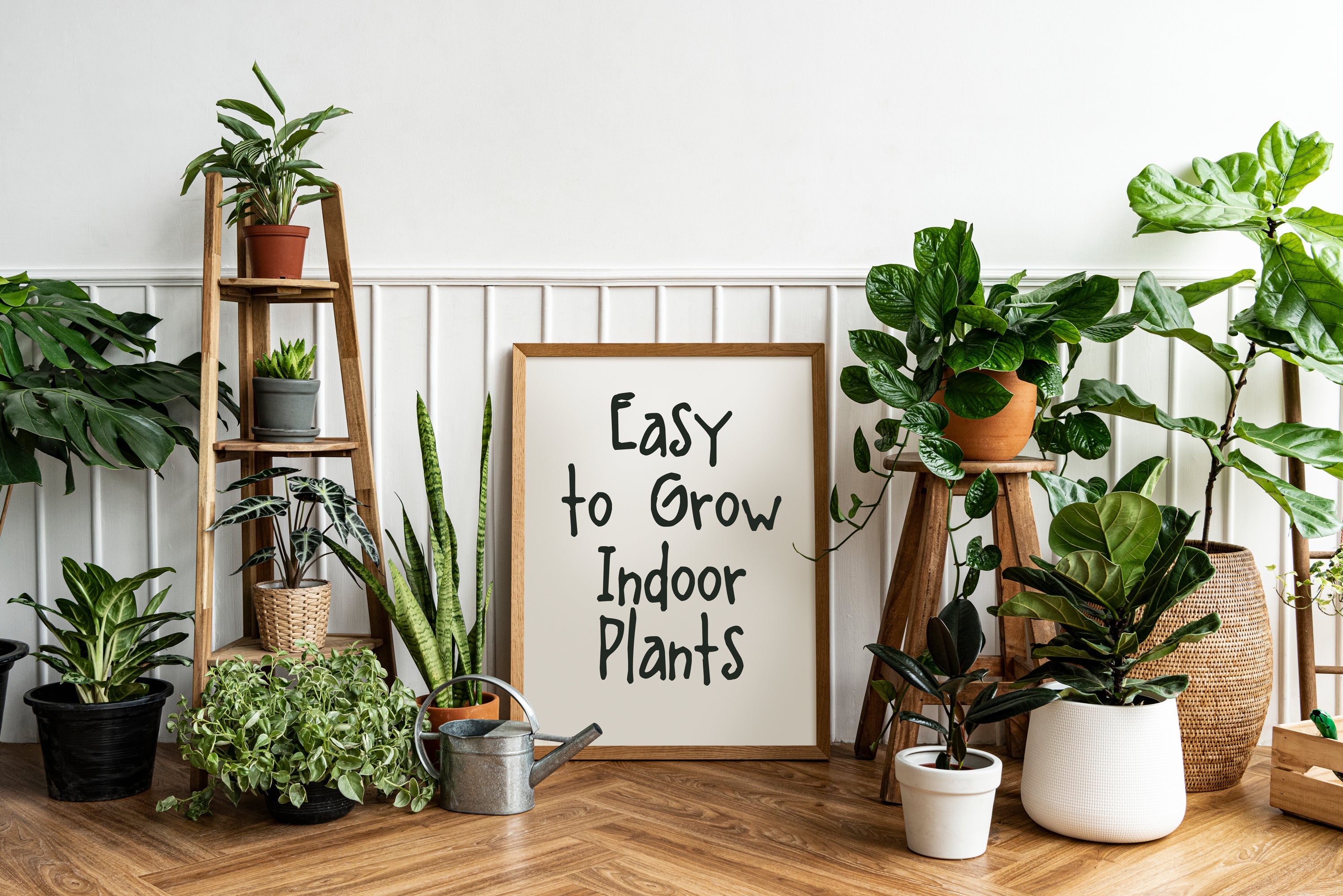 Easy Plants to Grow Indoors!
