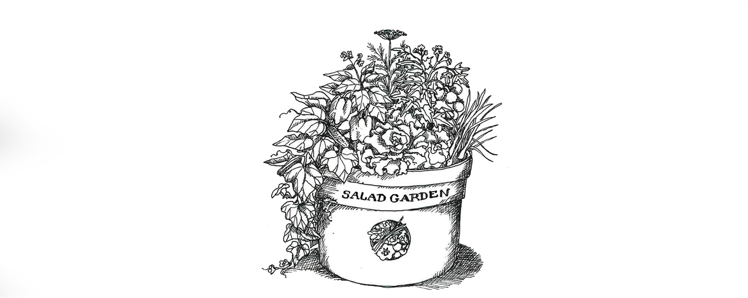 Container Gardening At Its Finest - Salad Garden