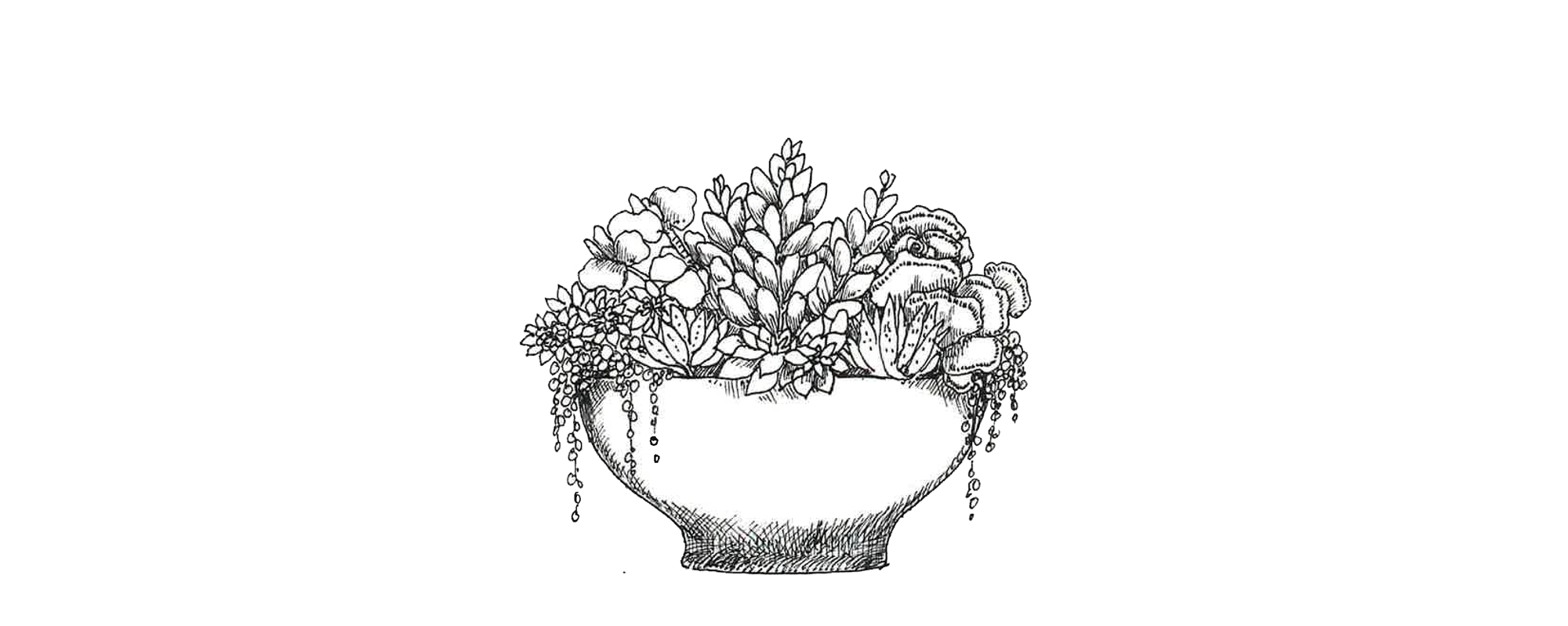 The Succulent Garden