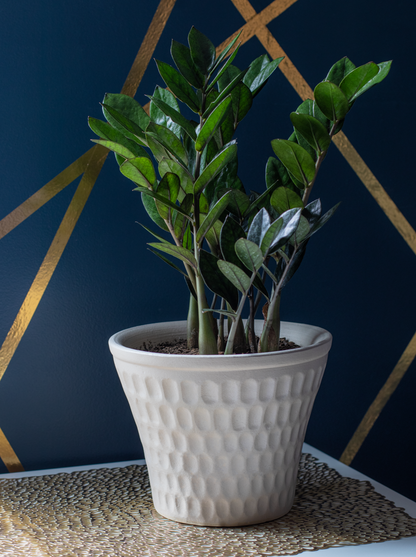 white ceramic planter in thumbprint pattern with a ZZ plant on a table
