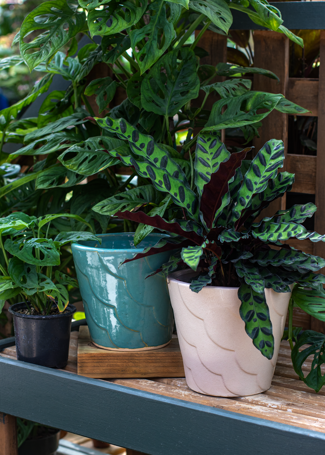 Potted plants on a wooden shelf. Pots have a wave pattern going across at an angle