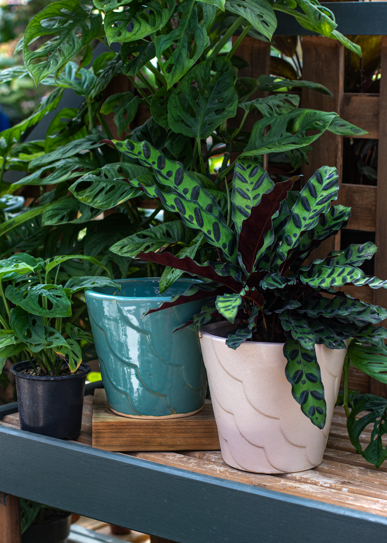 Potted plants on a wooden shelf. Pots have a wave pattern going across at an angle